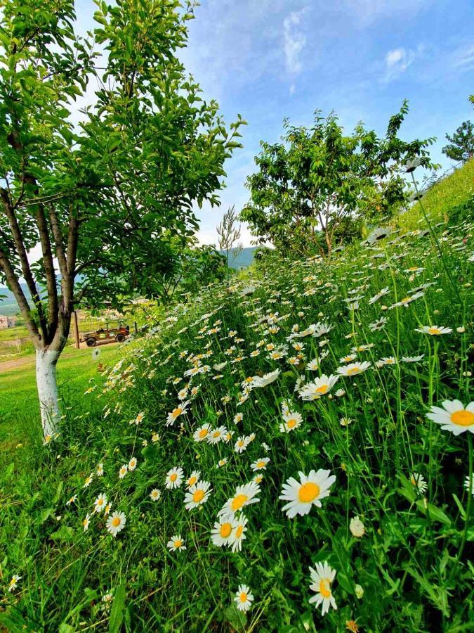 Guest House Ijevan'S Garden Exterior photo
