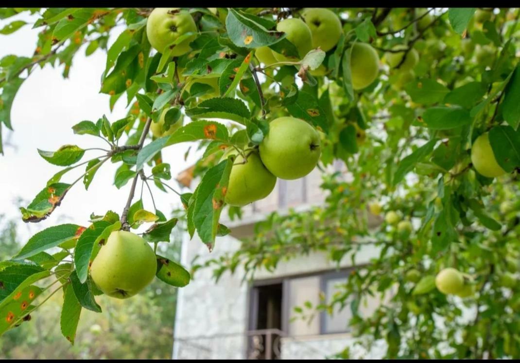 Guest House Ijevan'S Garden Exterior photo